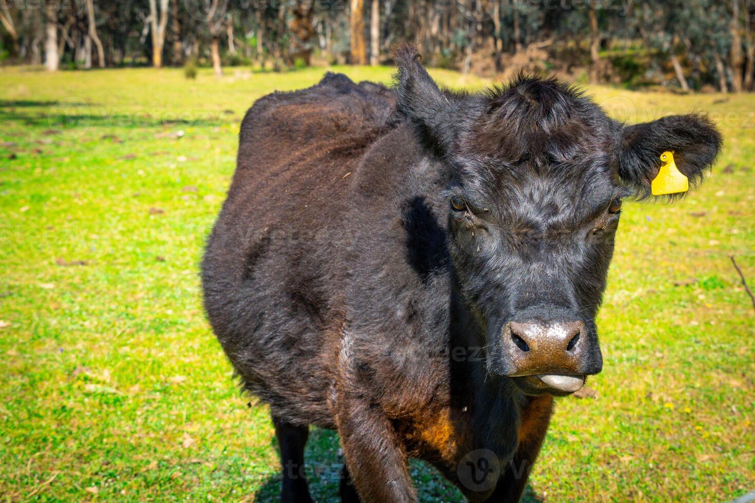 curieux ferme vache photo