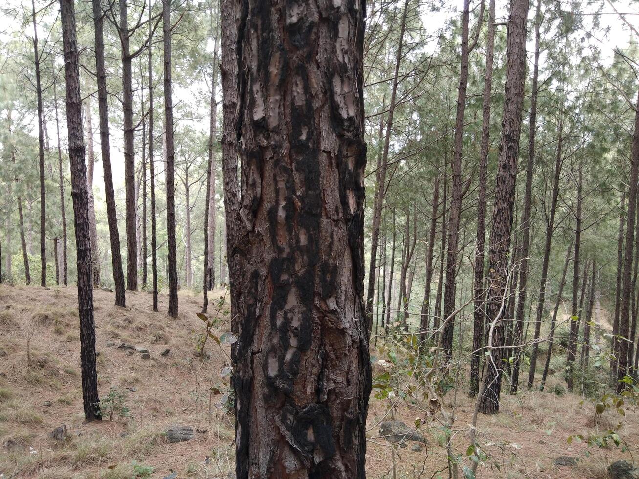 forêt Contexte. foncé forêt la nature vue photo