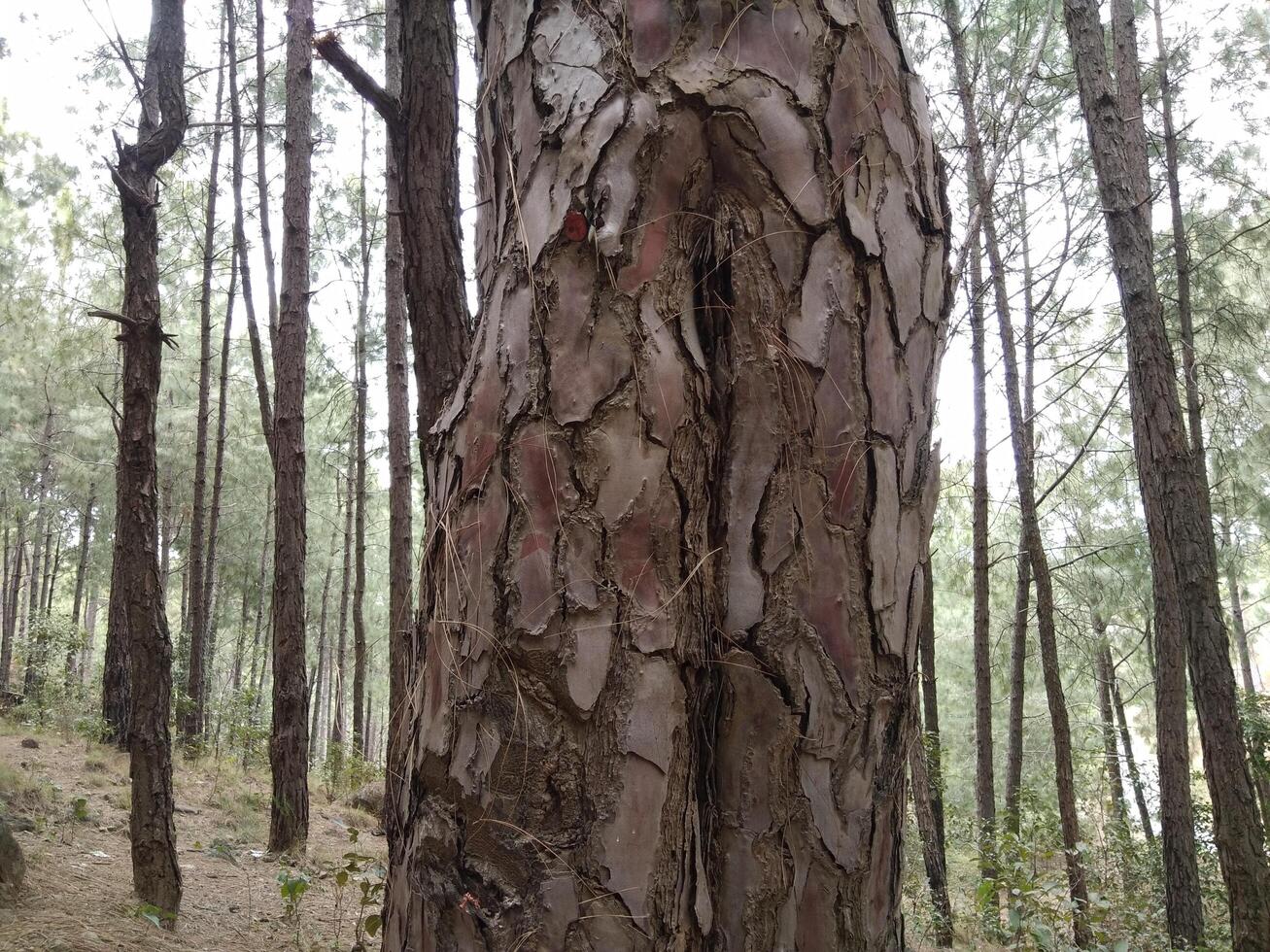 forêt Contexte. foncé forêt la nature vue photo