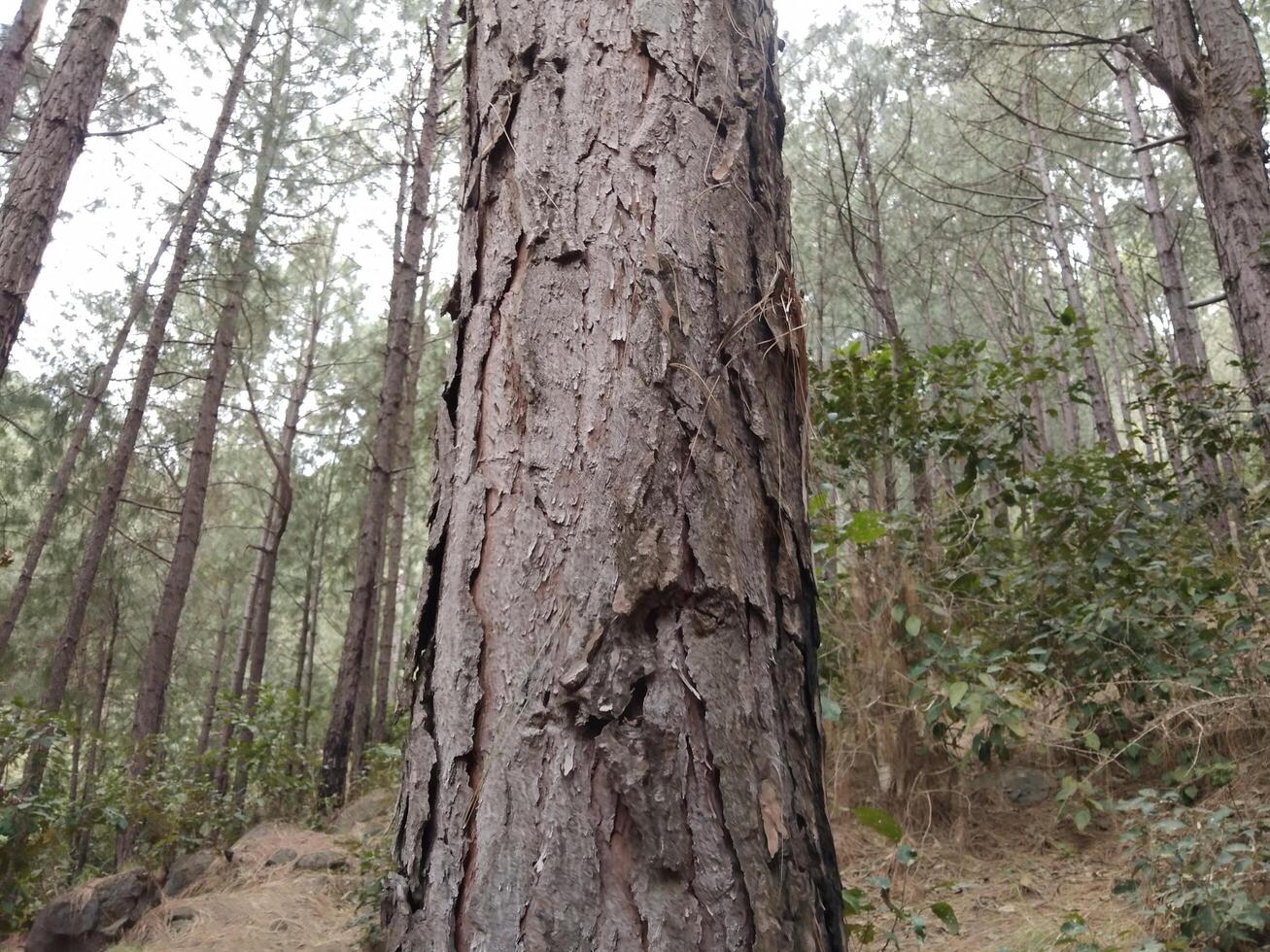 forêt Contexte. foncé forêt la nature vue photo