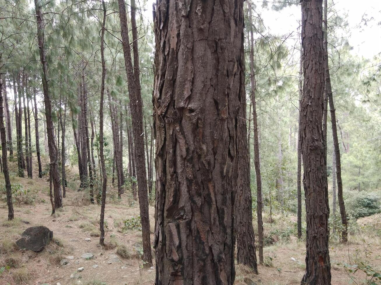 forêt Contexte. foncé forêt la nature vue photo