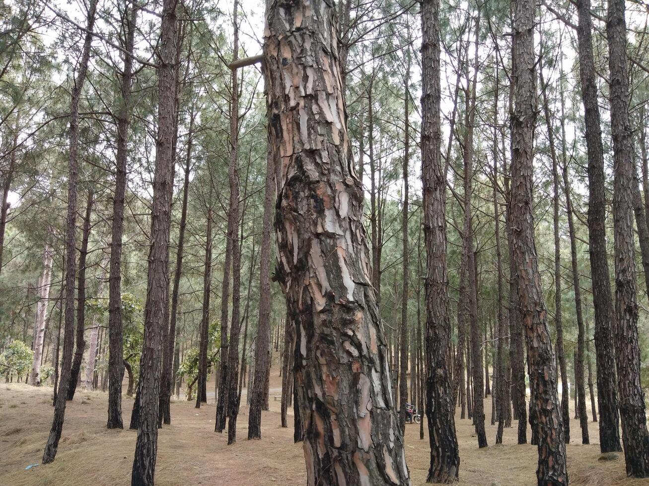 forêt Contexte. foncé forêt la nature vue photo