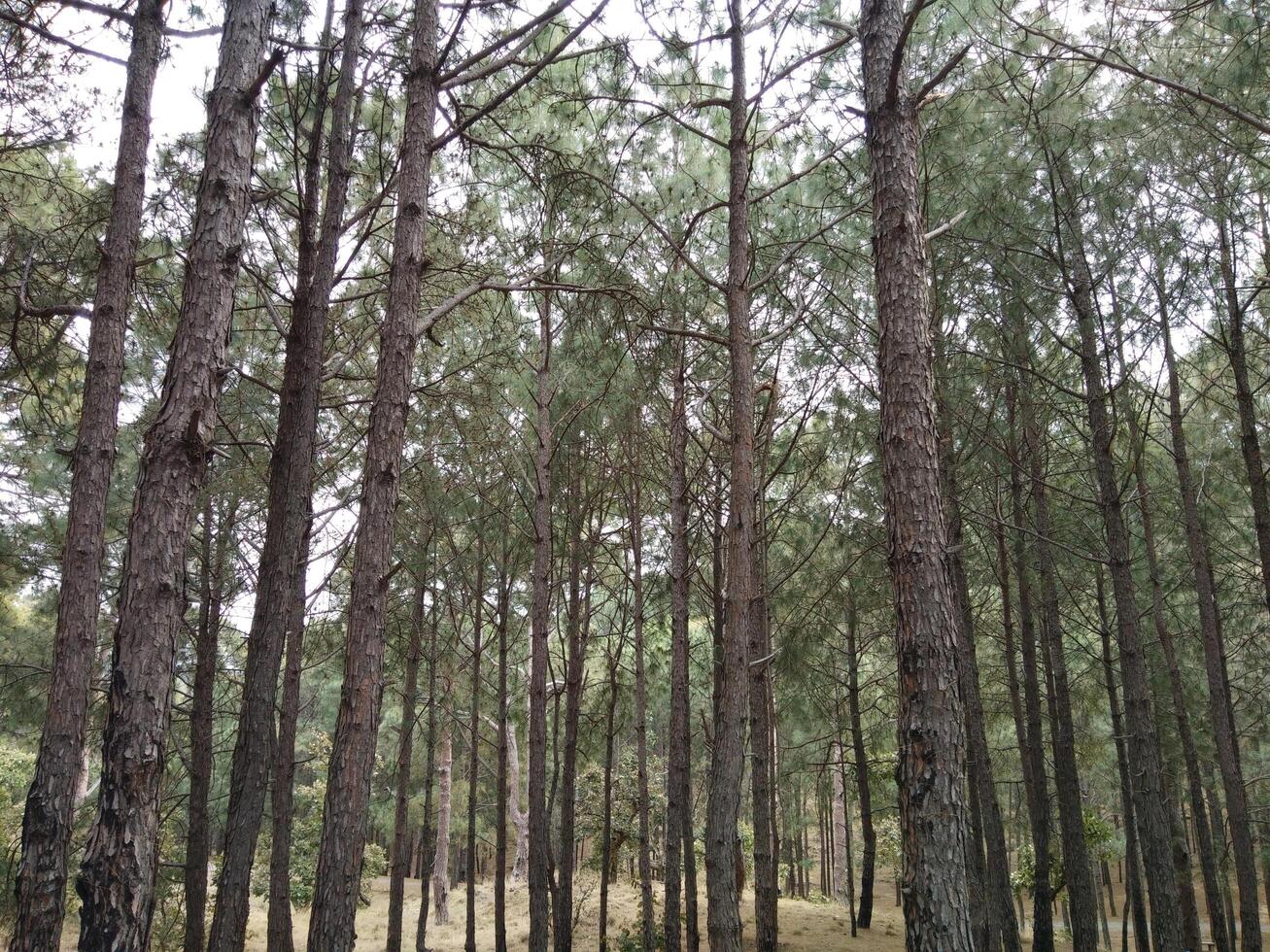 forêt Contexte. foncé forêt la nature vue photo