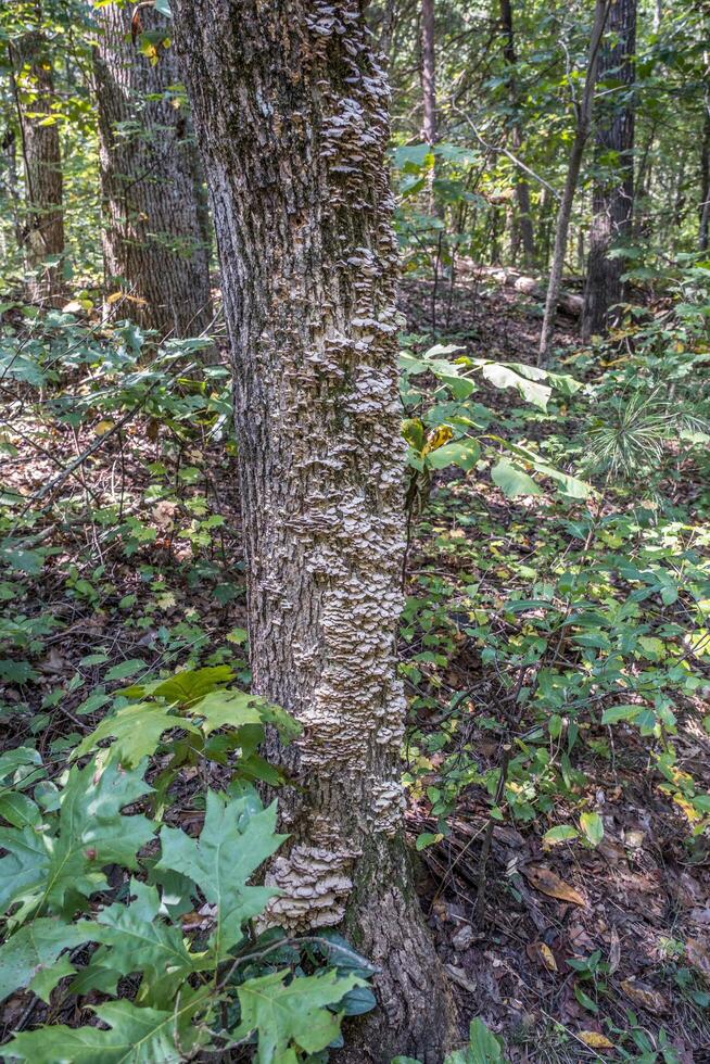 support champignons sur une arbre tronc photo