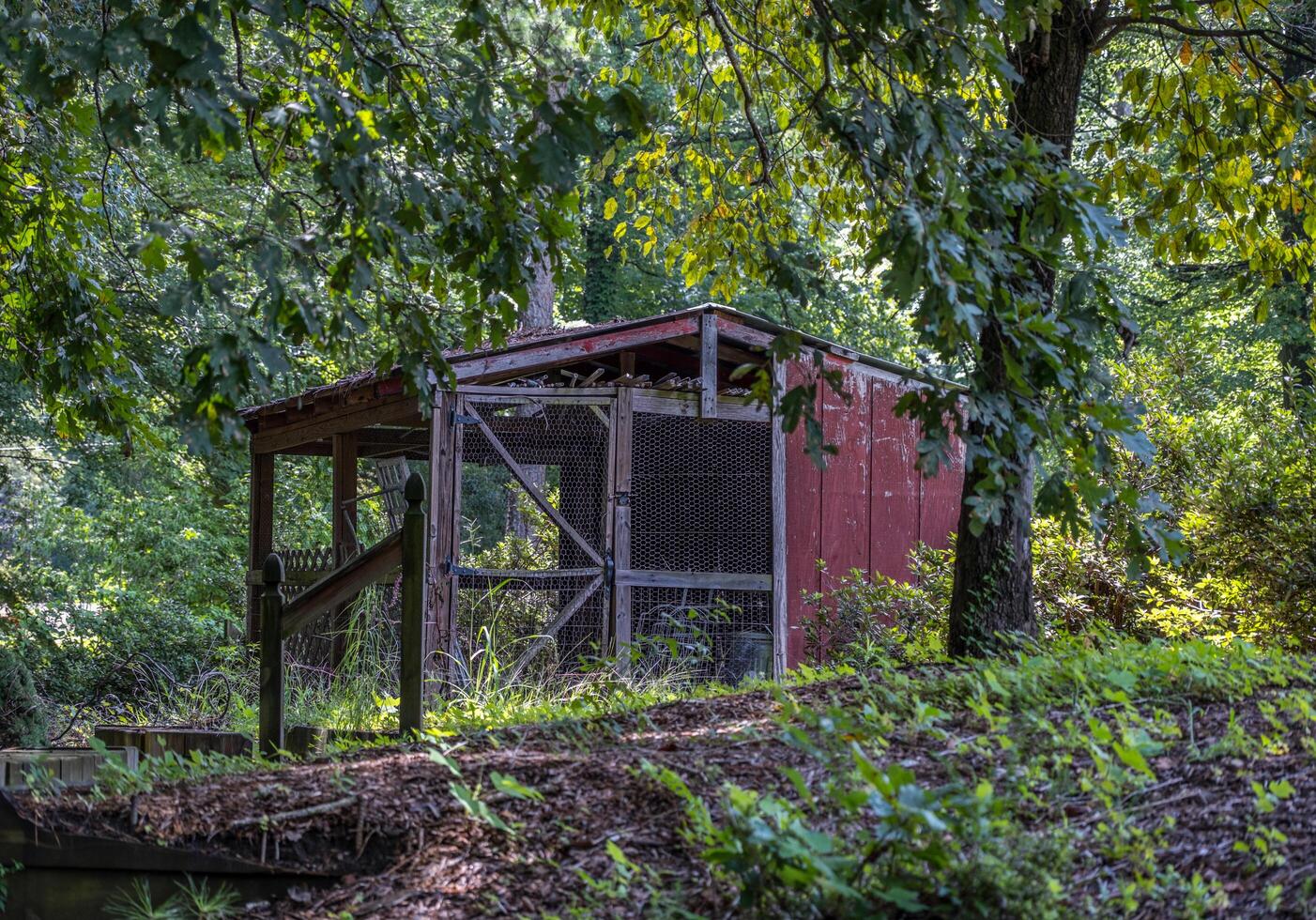 abandonné poulet coopérative photo