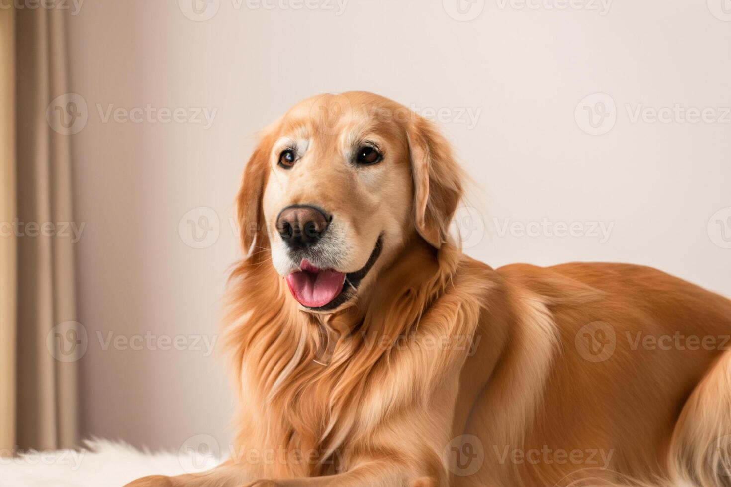 capturer le réconfortant expression de une magnifique d'or retriever chien, une image de inconditionnel l'amour et joyeux camaraderie photo