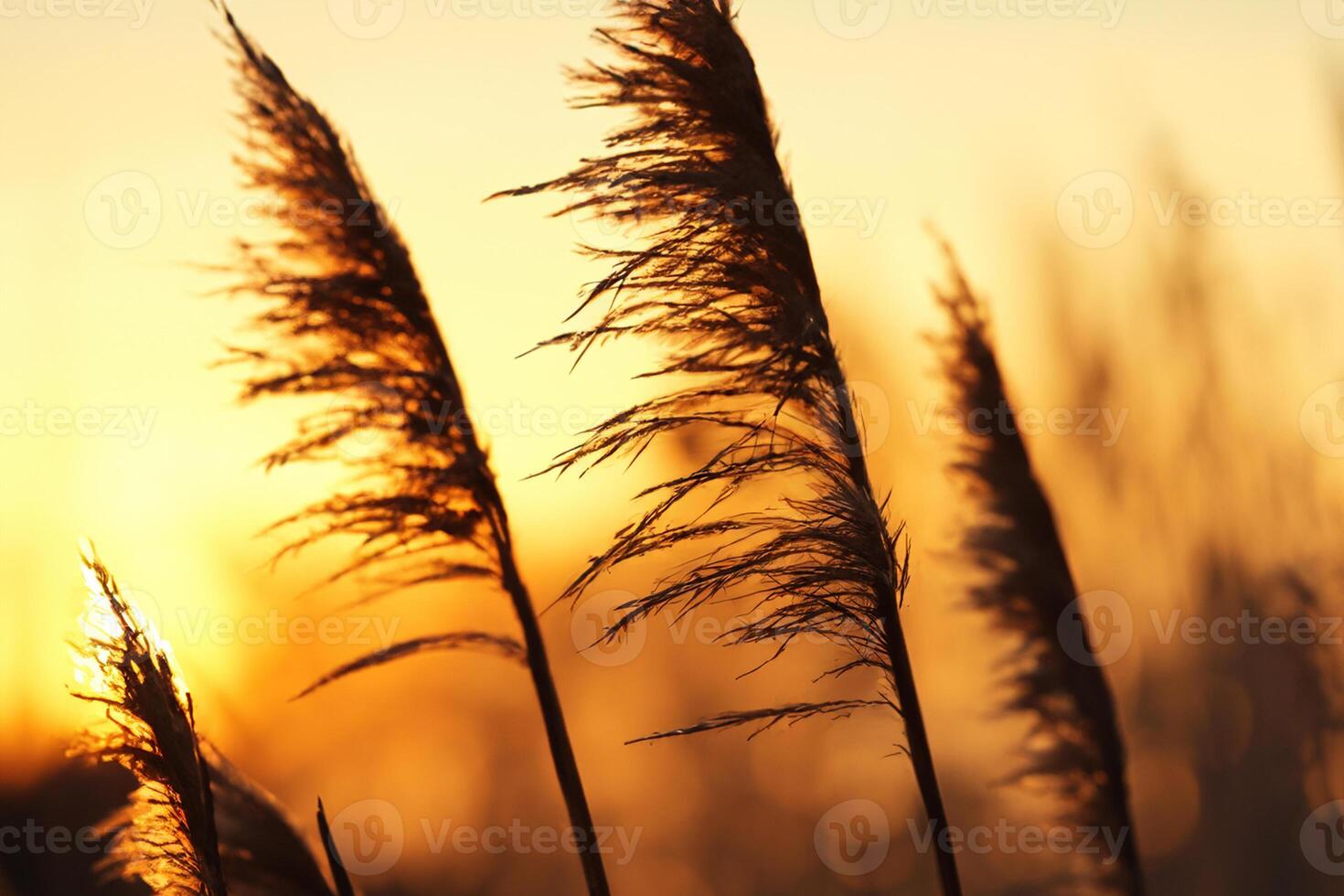 roseau fleurs se prélasser dans le radiant lueur de le soir soleil, création une spectaculaire tapisserie de la nature éphémère beauté dans le tranquille crépuscule ciel photo