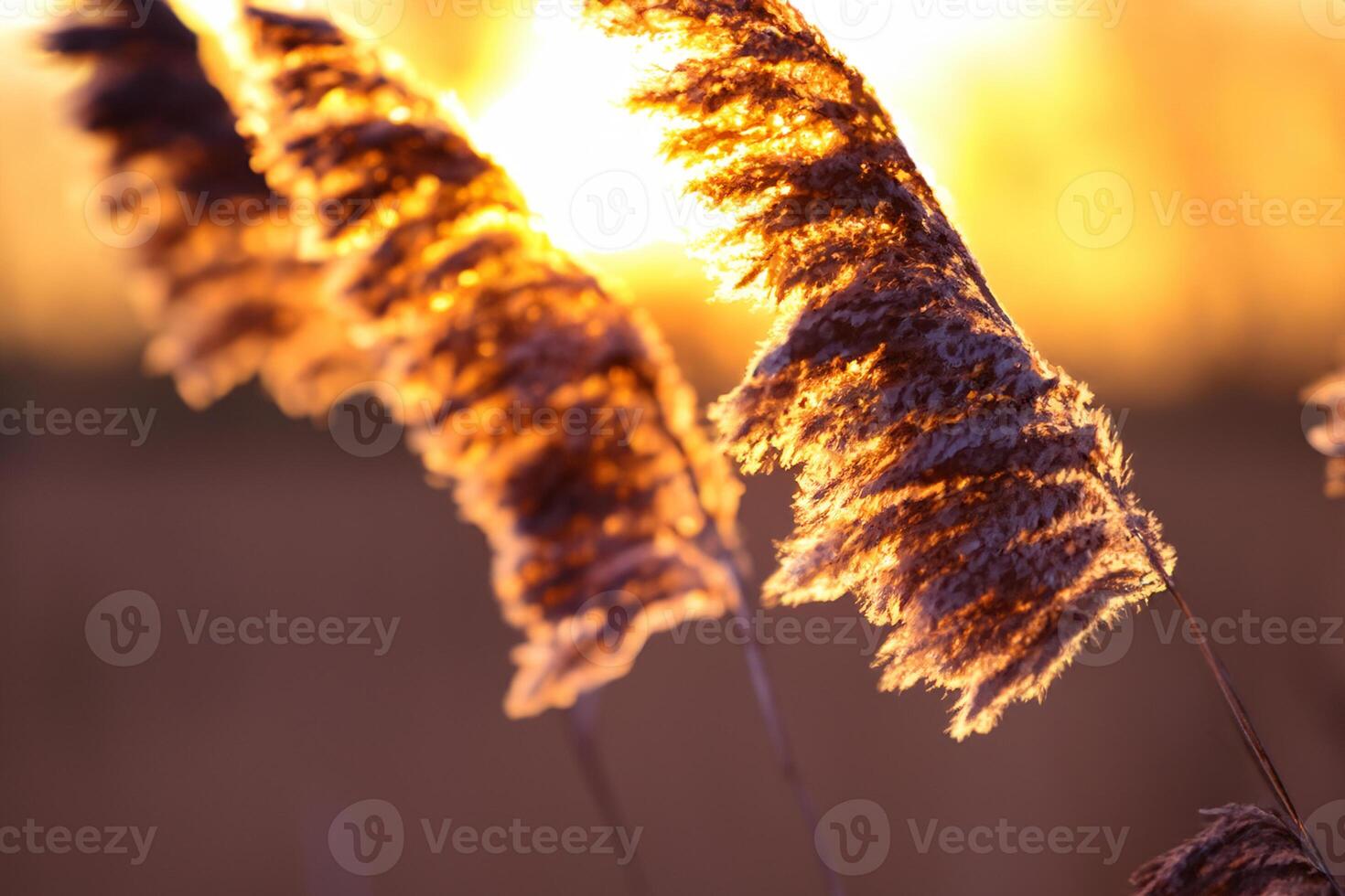 roseau fleurs se prélasser dans le radiant lueur de le soir soleil, création une spectaculaire tapisserie de la nature éphémère beauté dans le tranquille crépuscule ciel photo