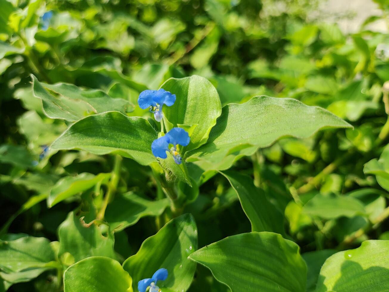 les plantes avec fleurs dans Floraison photo