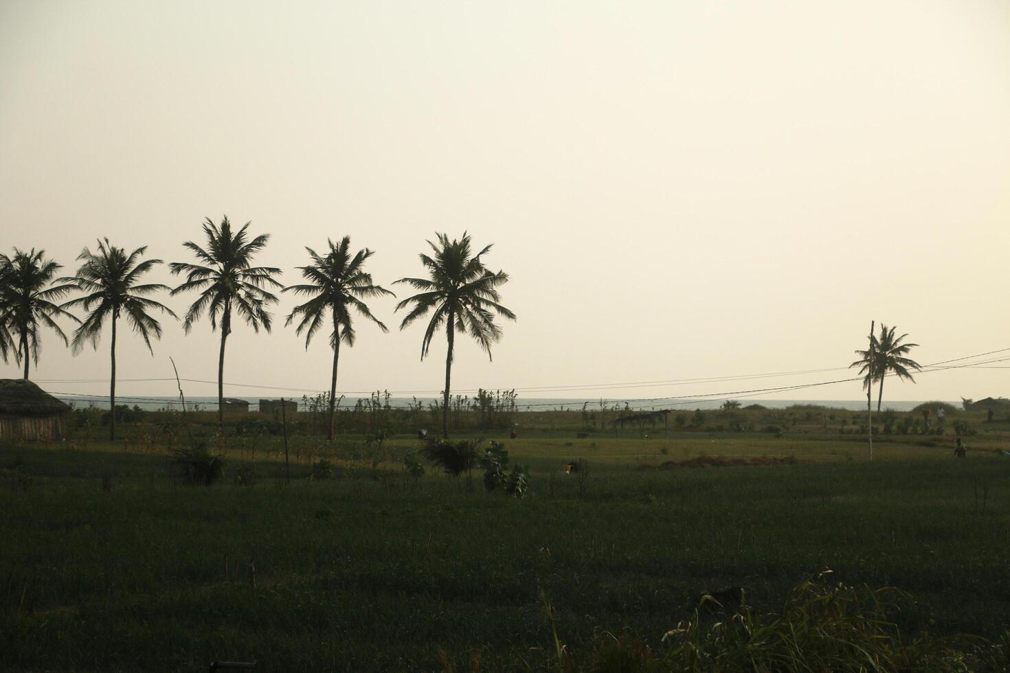 le coucher du soleil à le plage de grandiose popo, Bénin, palmiers photo