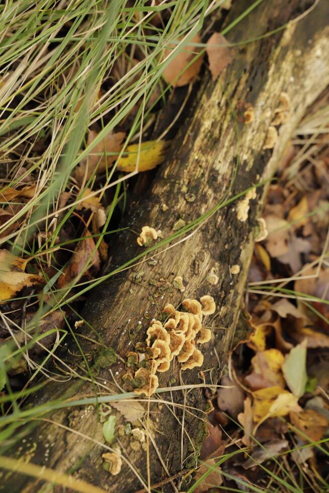 grumeleux support champignon vénéneux croissance sur une souche de une arbre sur photo