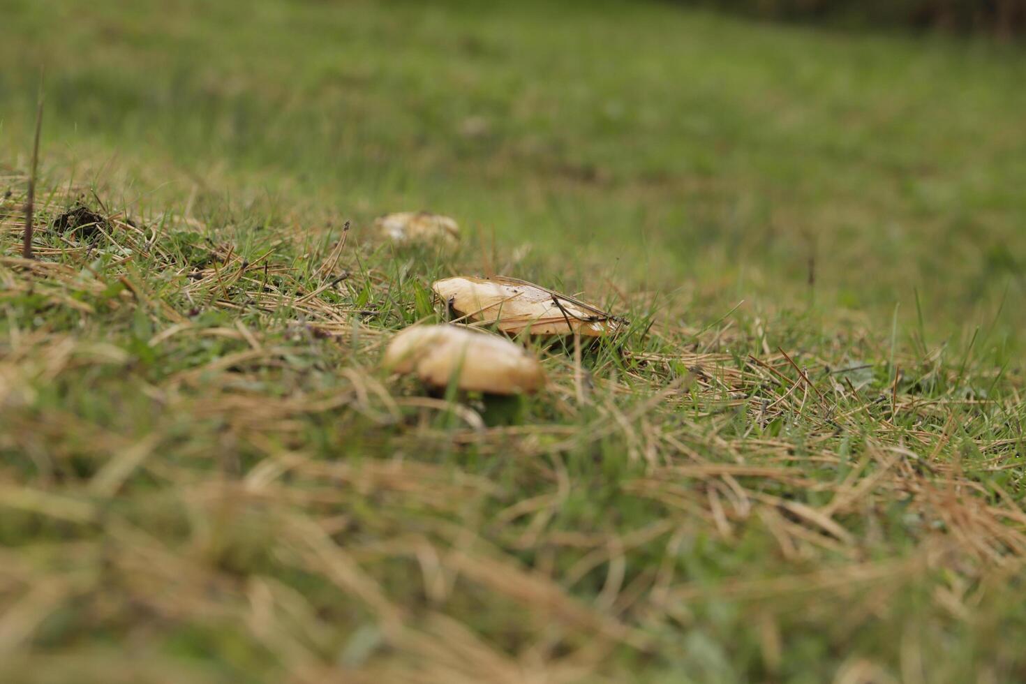 penny chignon est un comestible champignon photo