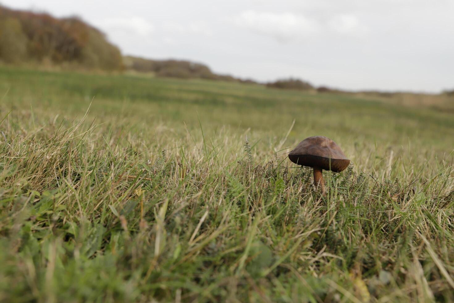 penny chignon est un comestible champignon photo