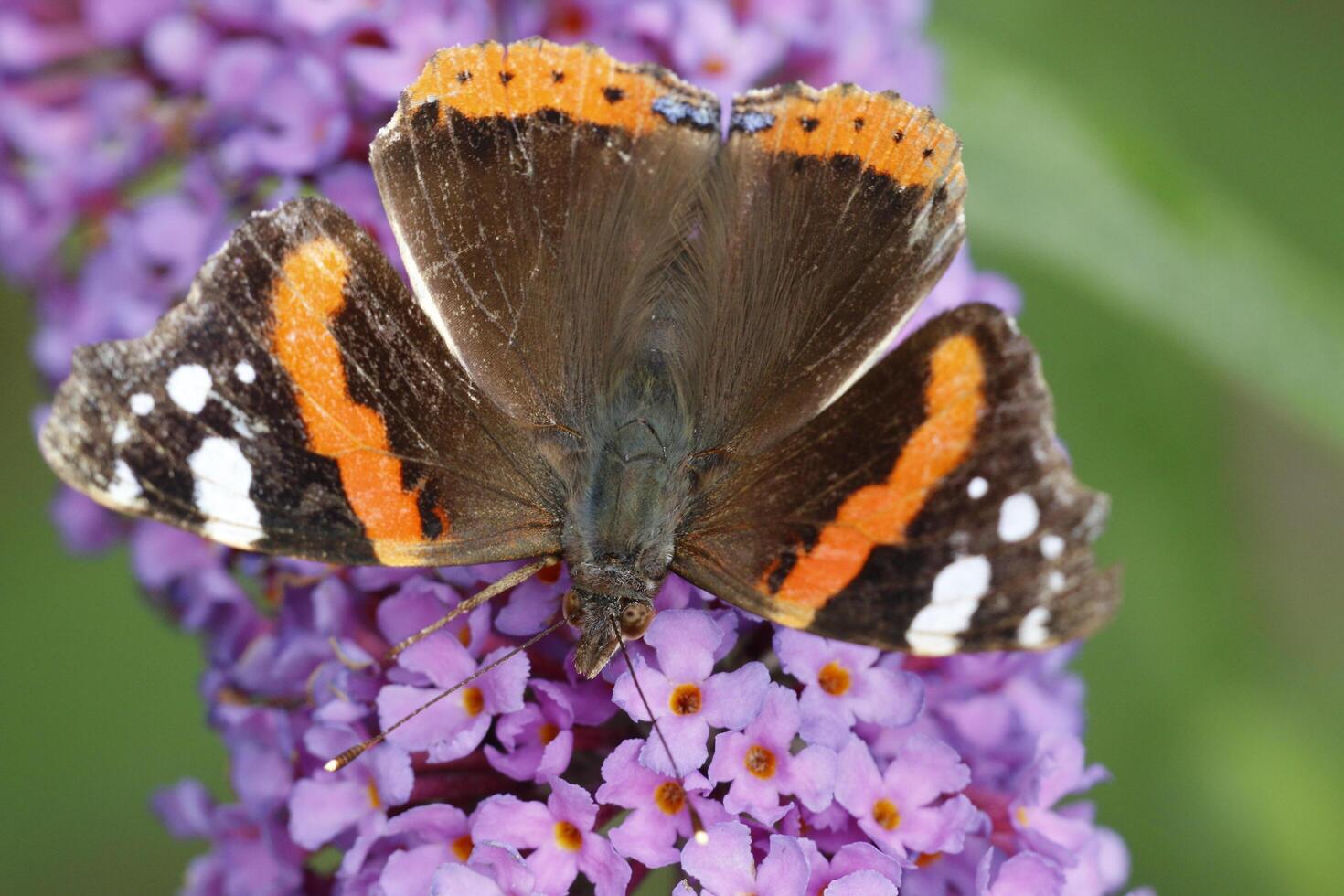 rouge amiral papillon les boissons nectar de le papillon buisson. rouge amiral papillon mouches tout le façon de Afrique à nord L'Europe  tout le façon de Afrique à nord L'Europe  photo