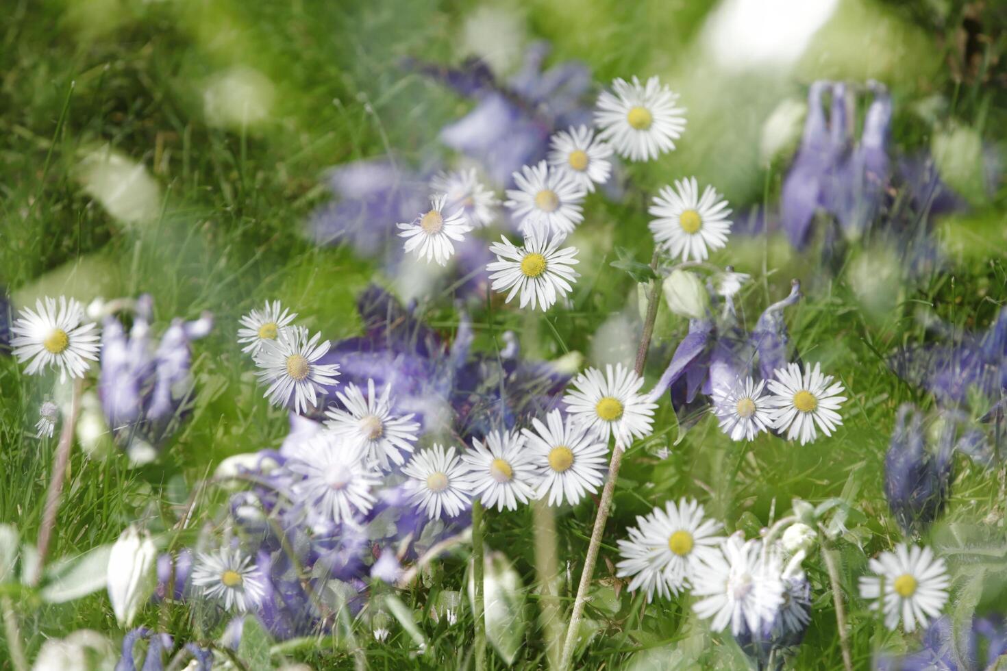 ancolie et Marguerite, Créatif photographie,double exposition, photo