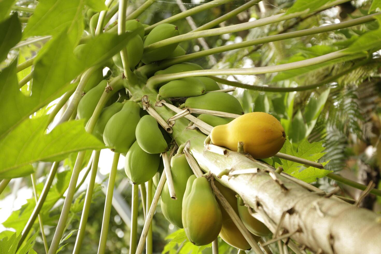 Papaye une délicieux tropical fruit photo