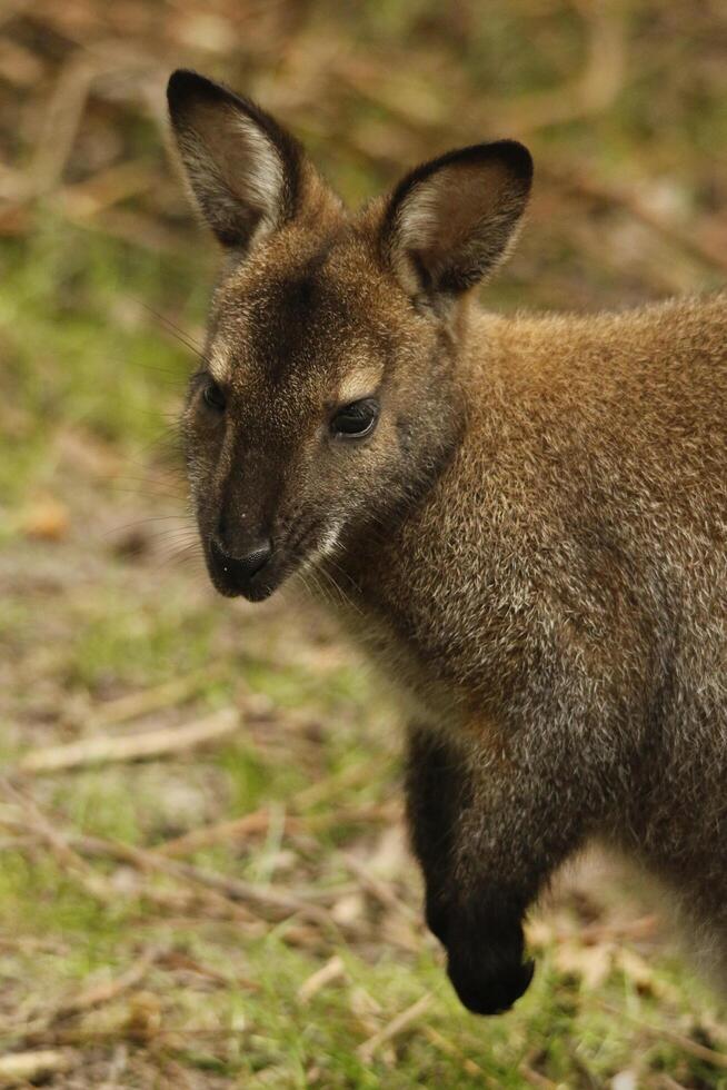 wallaby australien kangourou photo