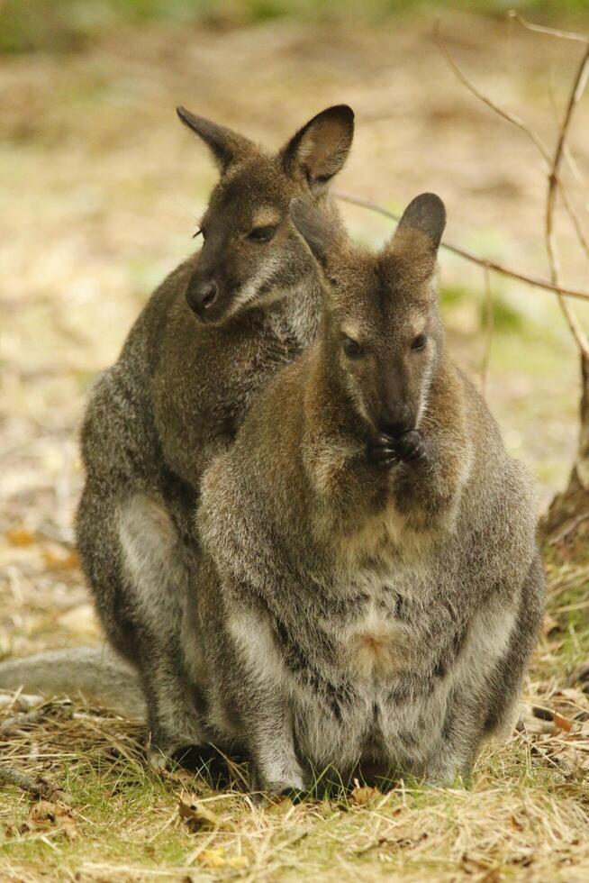 wallaby australien kangourou photo