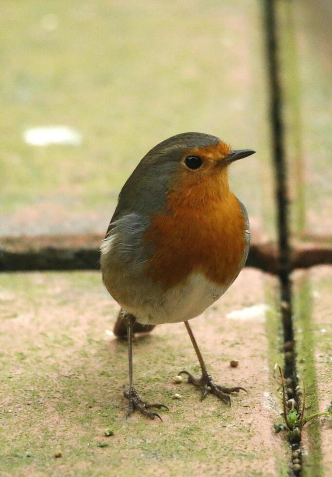 Robin une aimé hiver oiseau photo