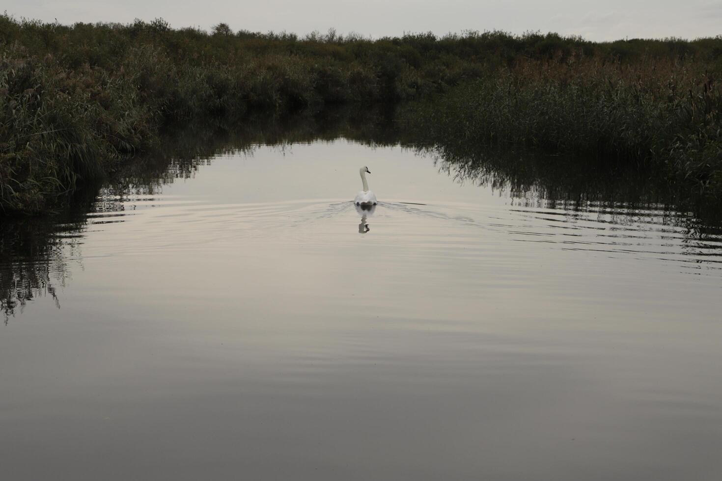 muet cygne dans une canal photo