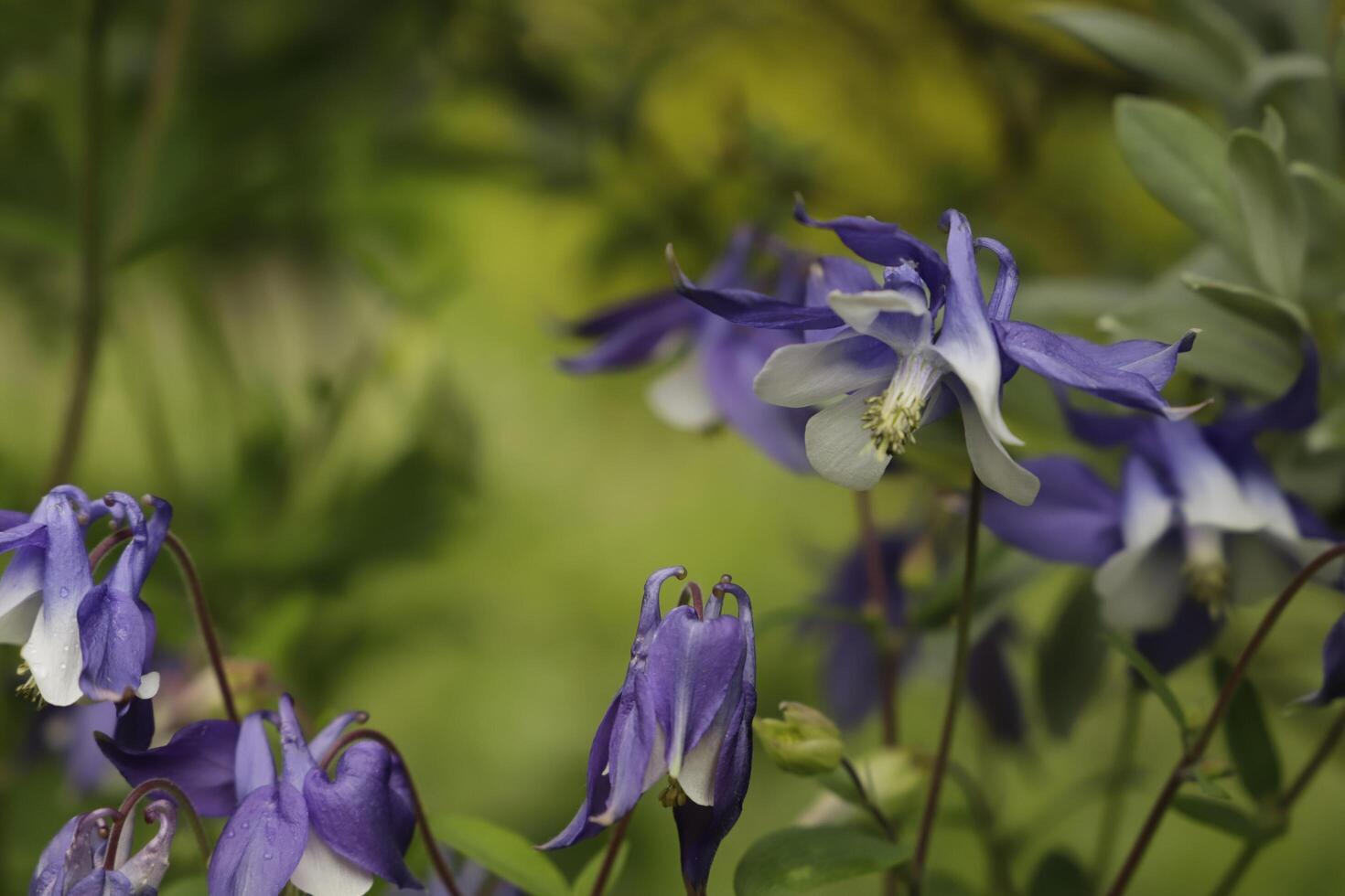 bleu blanc ancolie fleurs épanouissement dans peut. vous pouvez trouver leur dans beaucoup couleurs photo