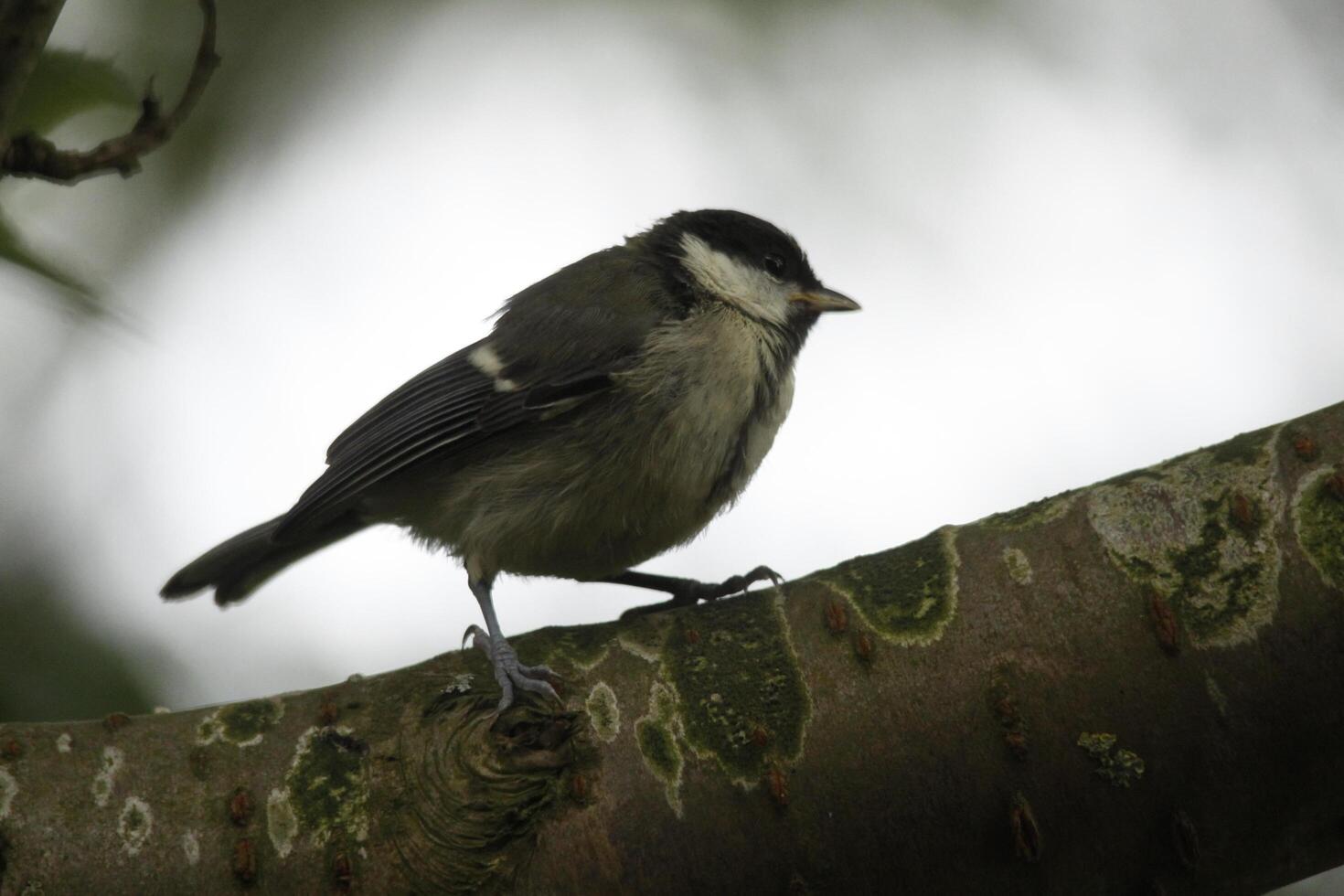 génial mésange une commun oiseau à voir dans le jardin photo