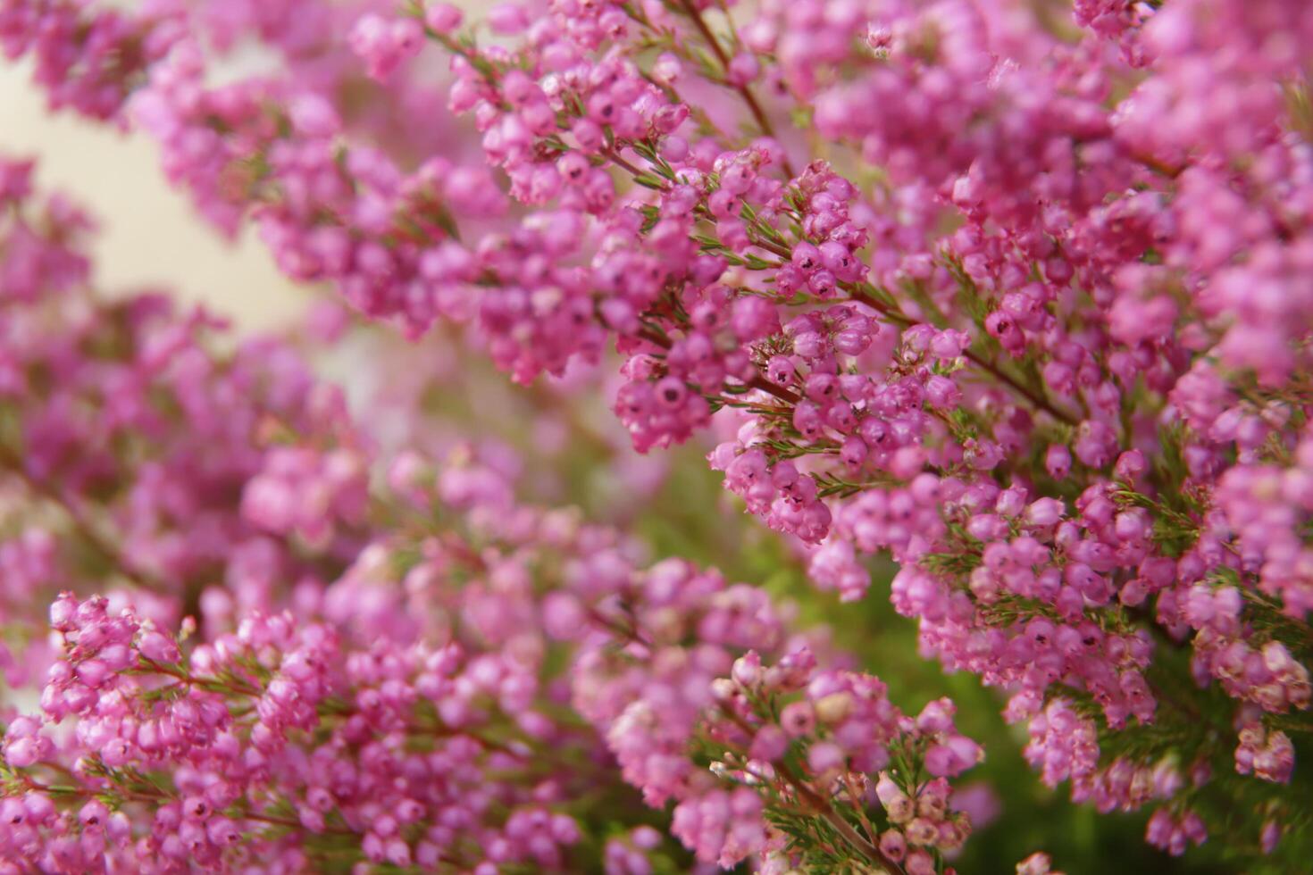 macro photo bruyère plante