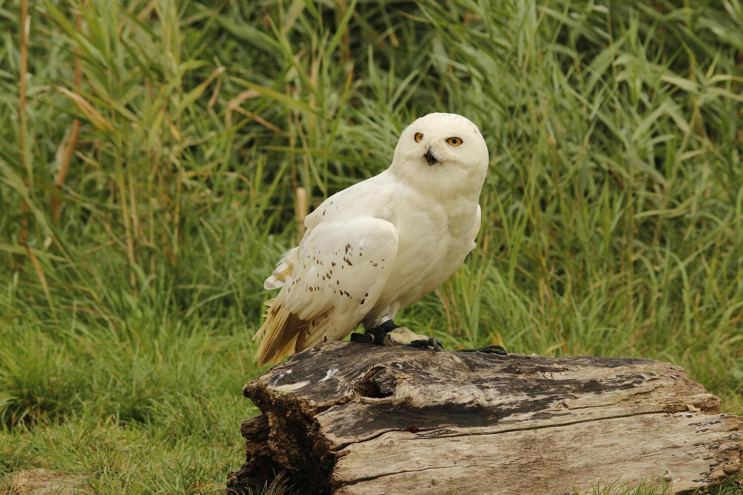 neige hibou, Jeune neige chouettes avoir gris plumes, lorsque mature elles ou ils tour blanc elles ou ils sont une photo