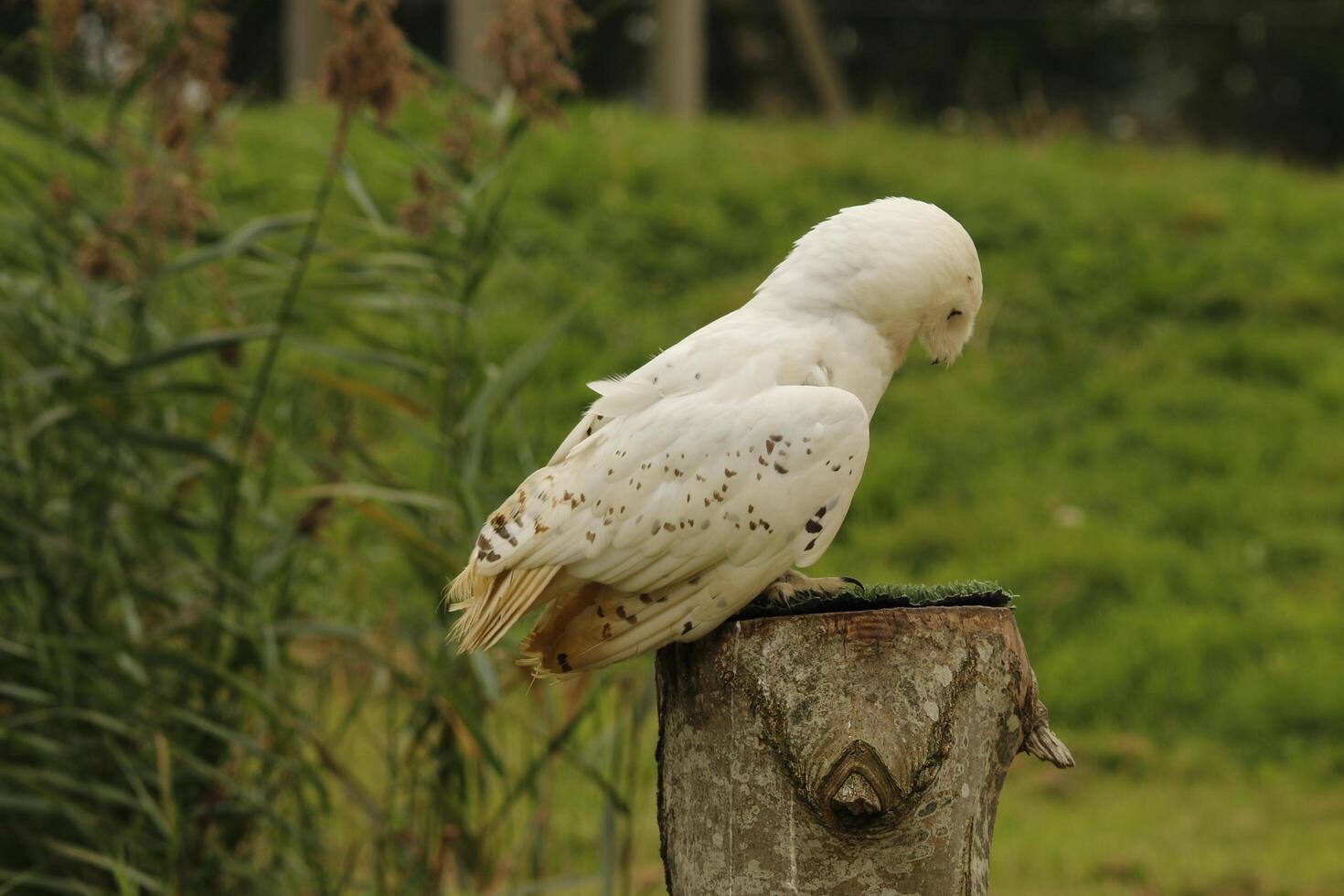 neige hibou, Jeune neige chouettes avoir gris plumes, lorsque mature elles ou ils tour blanc elles ou ils sont une photo