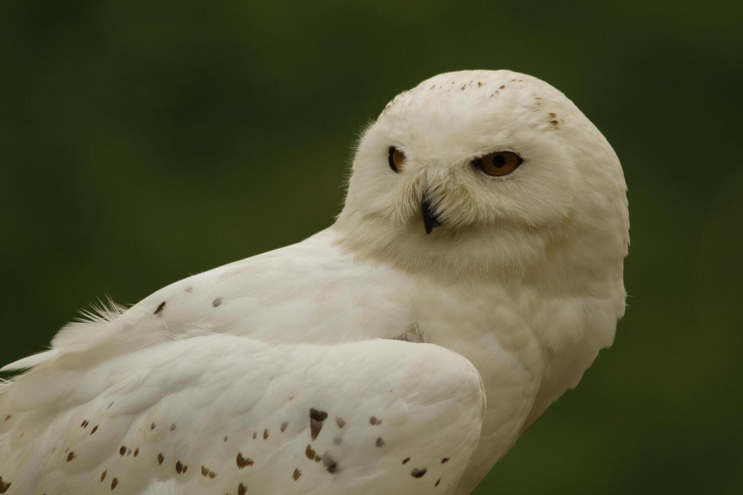 neige hibou, Jeune neige chouettes avoir gris plumes, lorsque mature elles ou ils tour blanc elles ou ils sont une photo