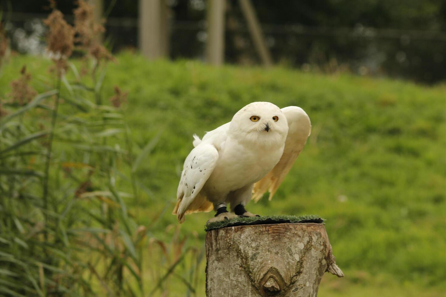 neige hibou, Jeune neige chouettes avoir gris plumes, lorsque mature elles ou ils tour blanc elles ou ils sont une photo