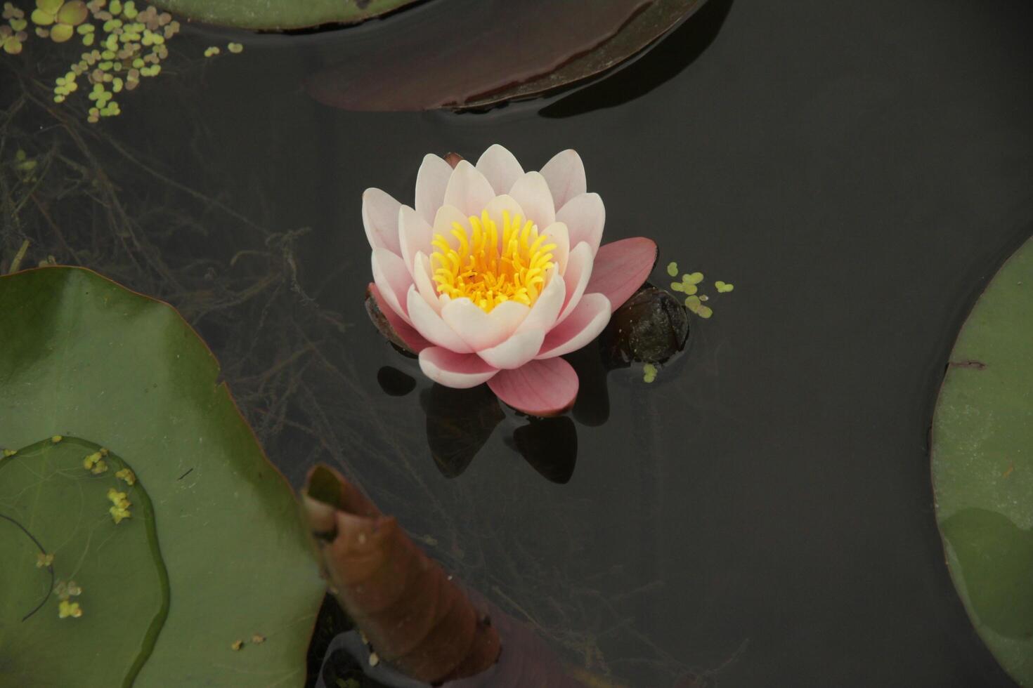 rose l'eau lis fleur dans une étang photo