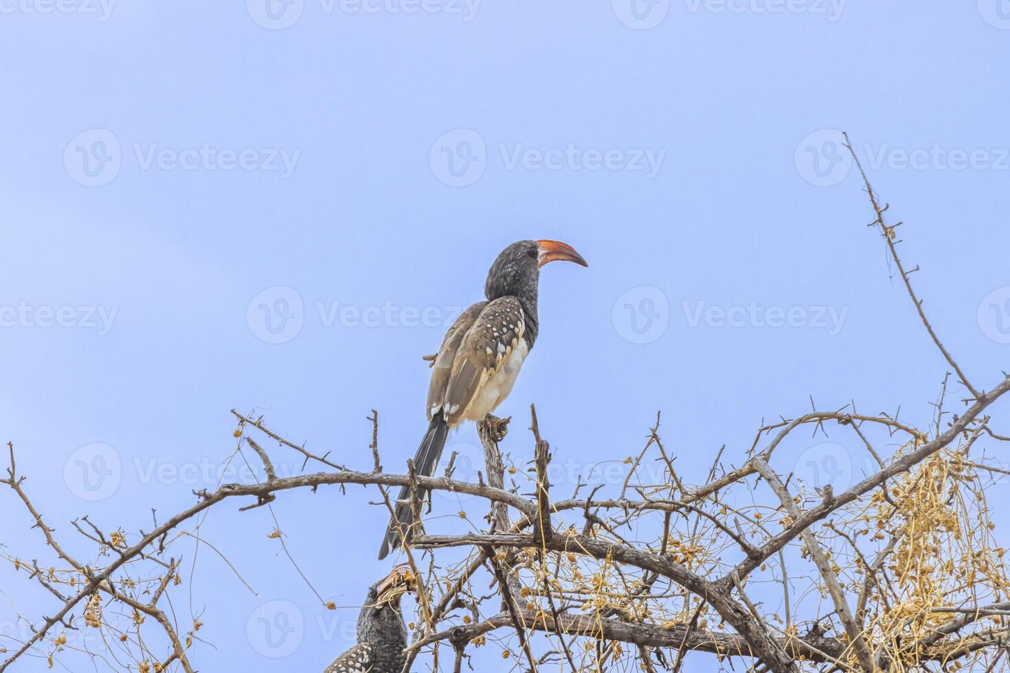 image de un Monteirotoko oiseau séance sur une arbre contre bleu ciel dans Namibie photo