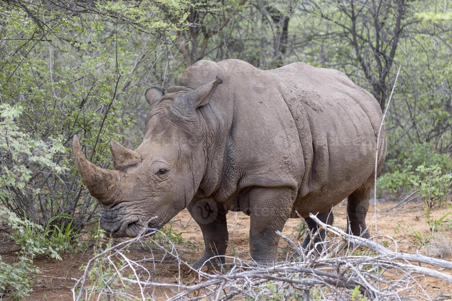 image de une rhinocéros dans le sauvage pris dans le namibien Province de Waterberg photo