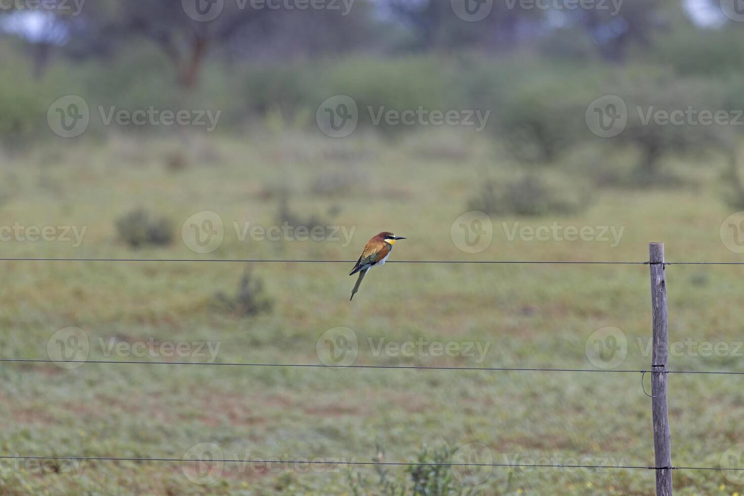 image de une coloré abeille mangeur oiseau séance sur une clôture dans Namibie photo