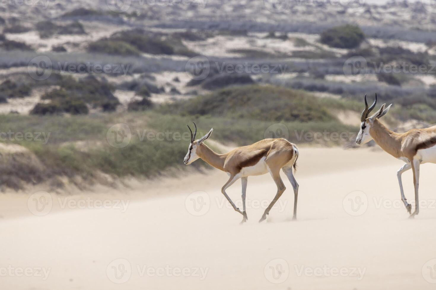 image de deux springboks avec cornes dans sur une le sable dune dans namib désert dans Namibie photo