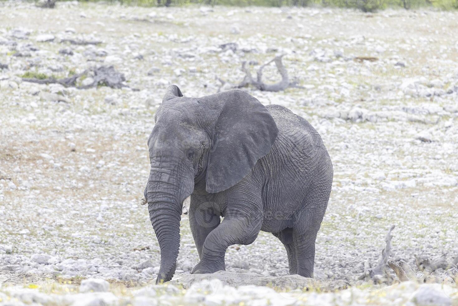 image de un l'éléphant dans etosha nationale parc dans Namibie pendant le journée photo