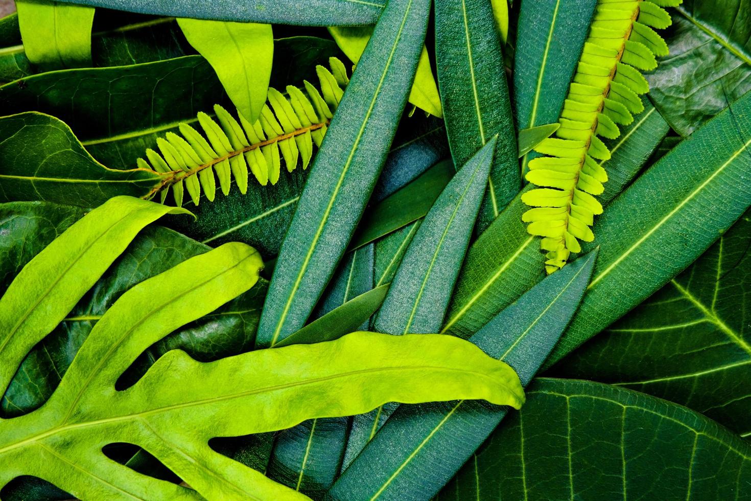 idée créative de la disposition des feuilles vertes pour l'arrière-plan et la texture, ce qui peut rendre la fraîcheur et le confort des yeux. photo