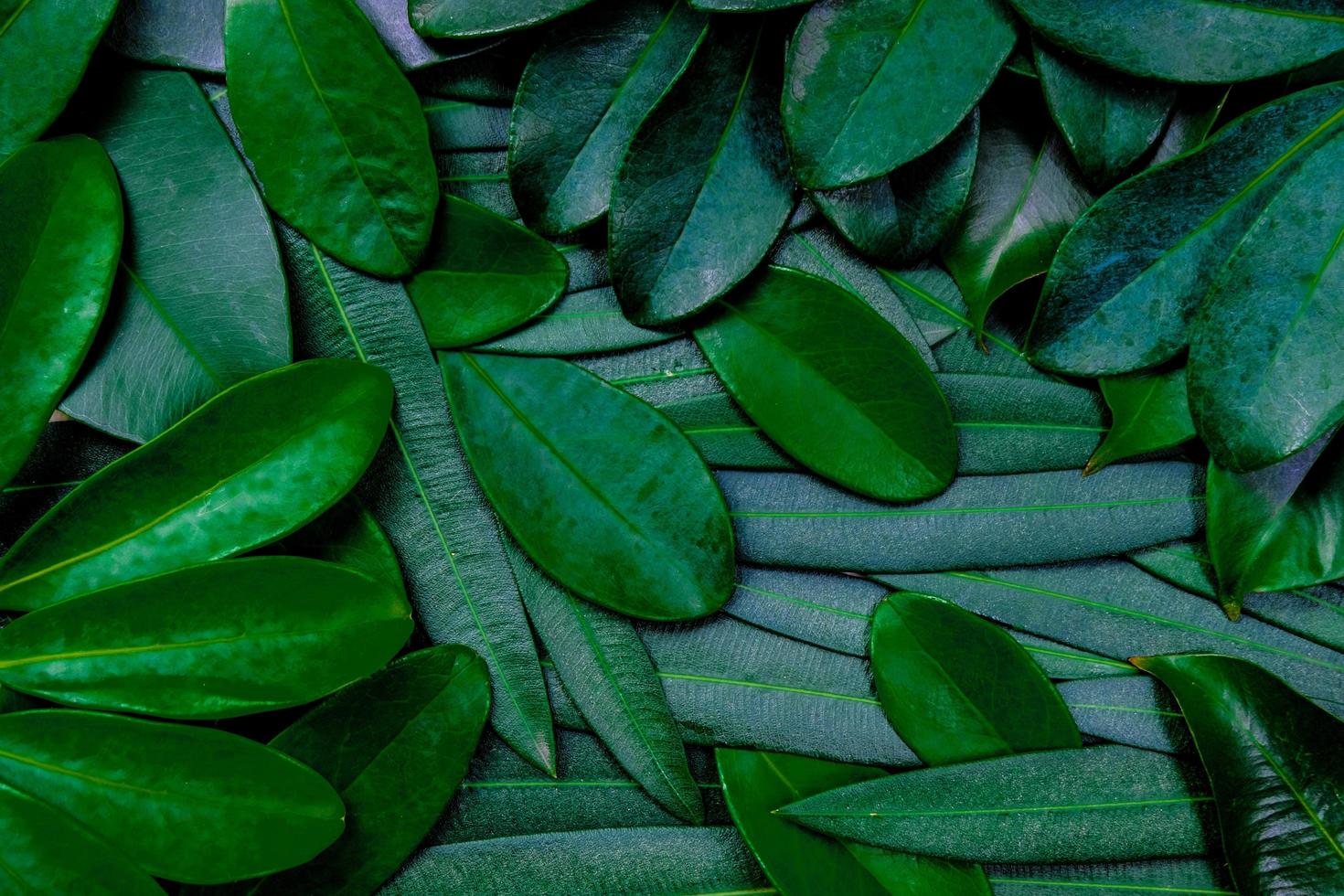 plat créatif disposer des feuilles vert foncé pour le fond et le papier peint. photo