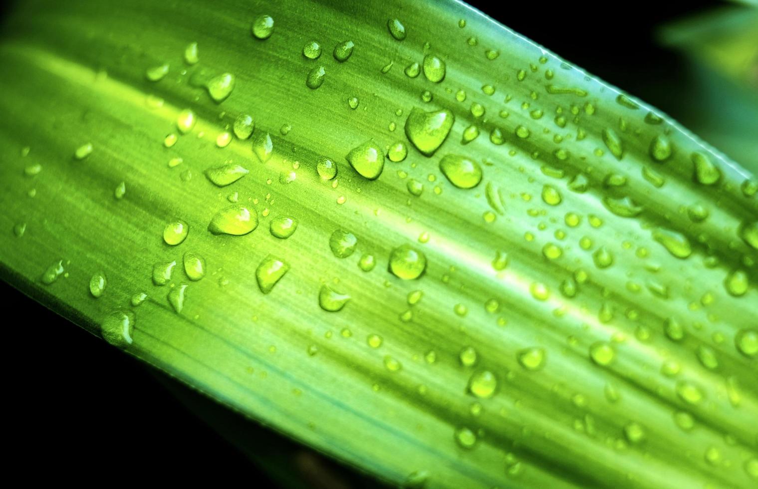 de nombreuses gouttelettes d'eau sur les feuilles vertes après la pluie, ce qui peut créer un concept de fraîcheur. photo