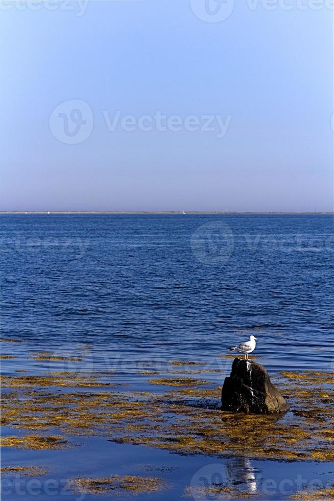 mouette sur un rocher en mer photo