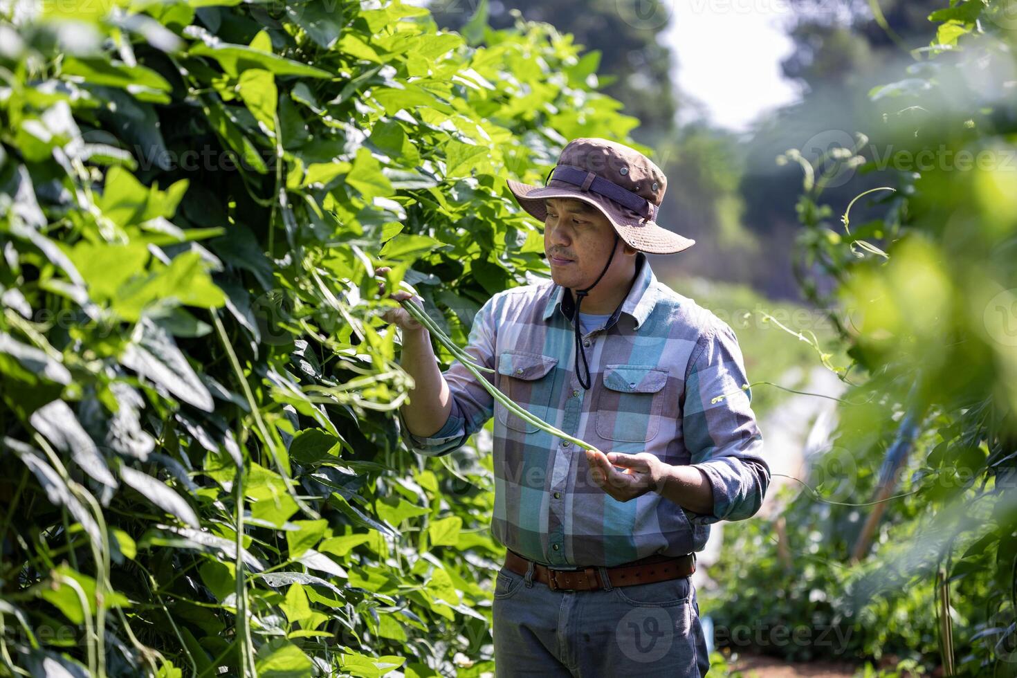 asiatique agriculteur est fraîchement récolte en bonne santé longue haricot de le légume organiques ferme approche pour local jardinier et fait maison produire concept photo