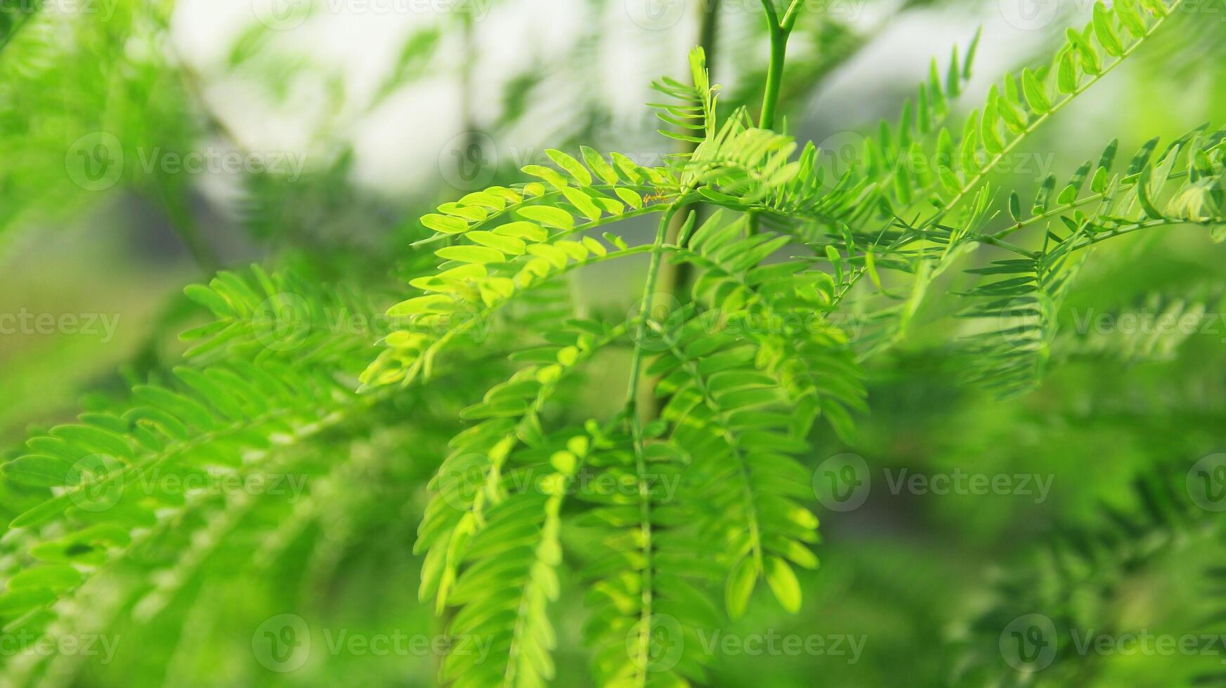 Frais vert petai feuilles soufflé par le vent photo