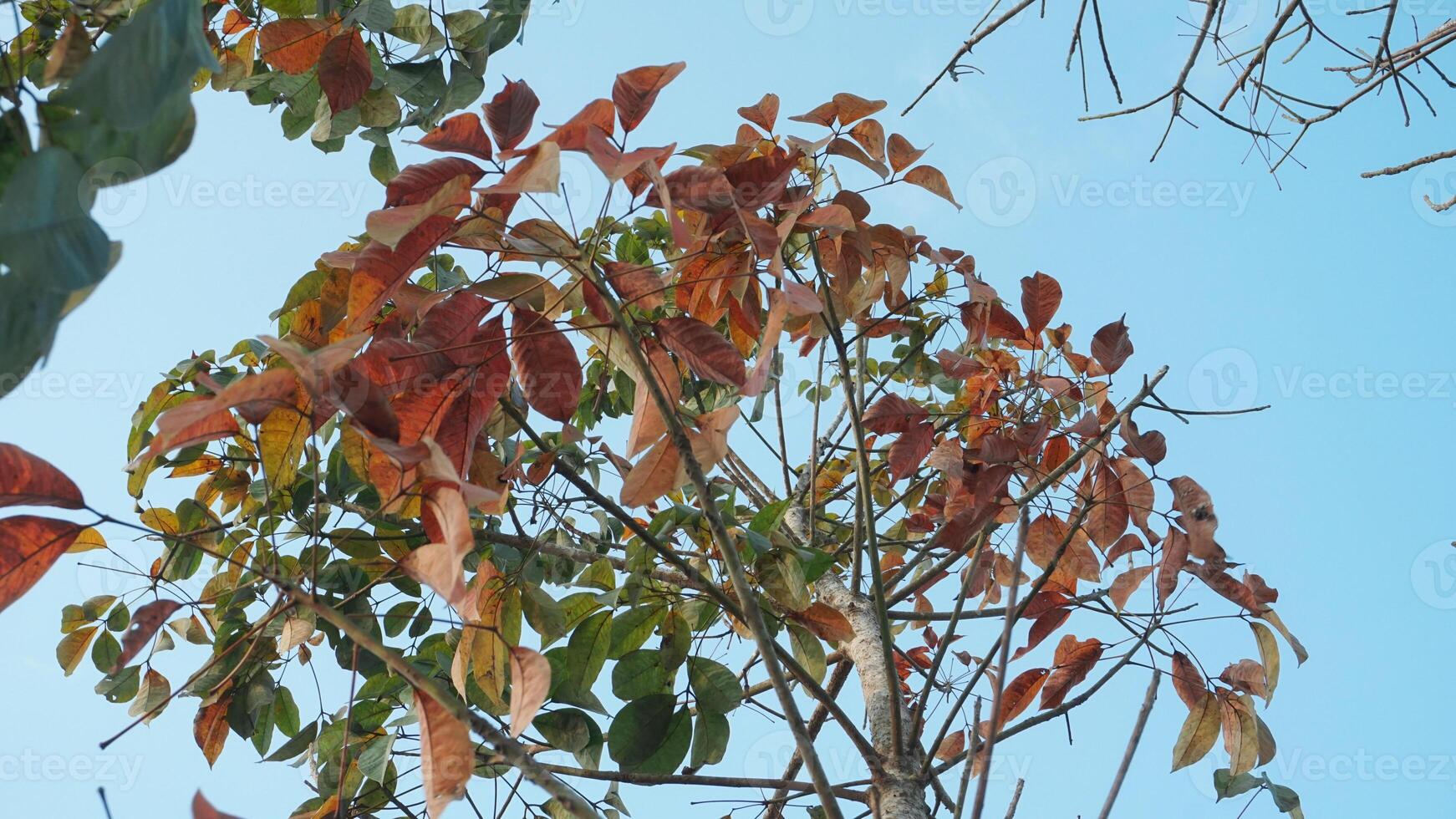 houle brasiliansis ou caoutchouc les plantes cette sont vieux et dont feuilles tomber dans été photo