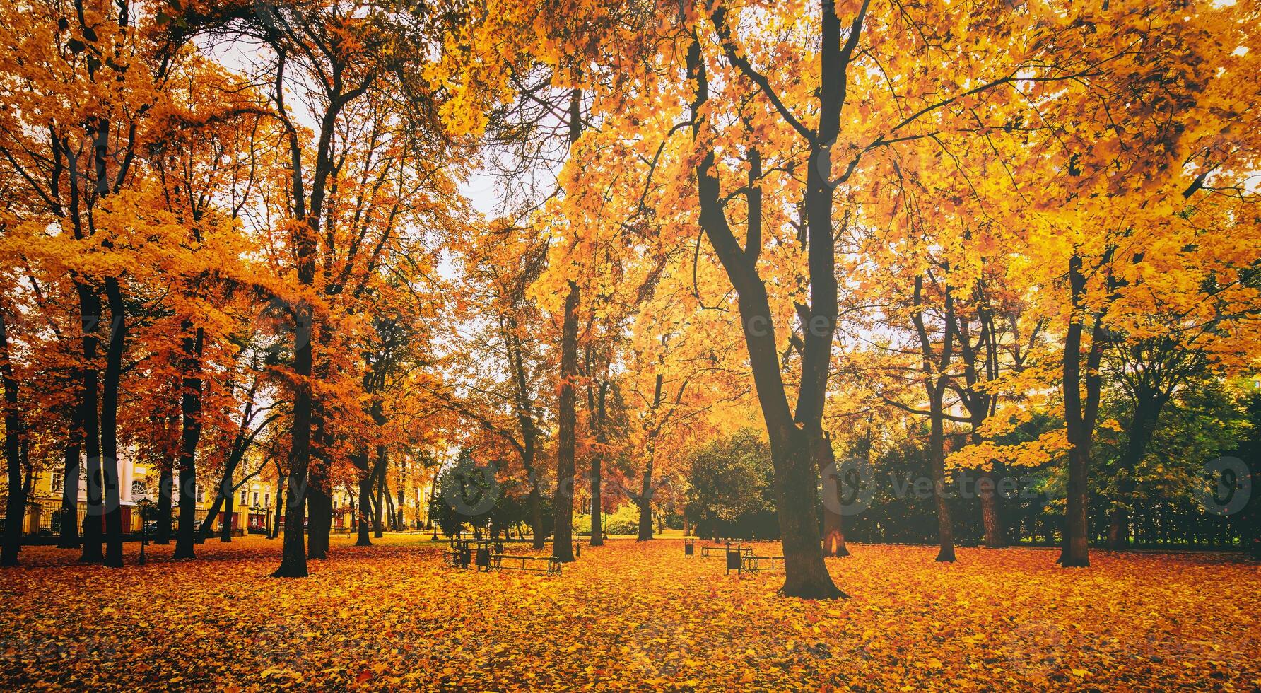 d'or l'automne dans une ville parc avec des arbres et déchue feuilles sur une nuageux journée. ancien film esthétique. photo