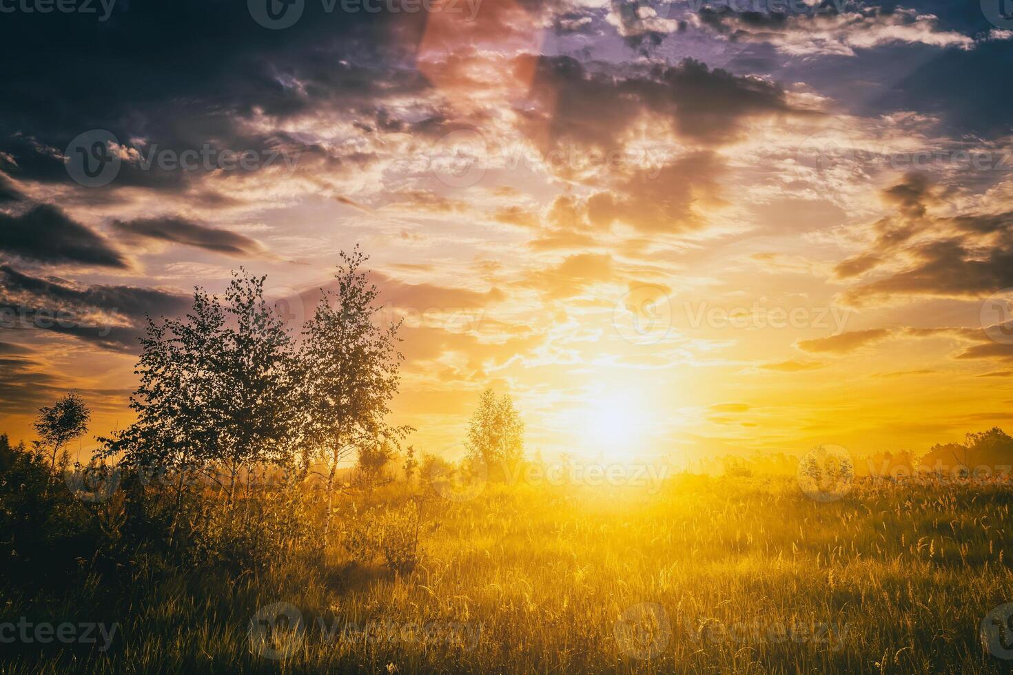 lever du soleil sur une champ dans été saison avec brouillard, herbe et Jeune bouleau des arbres sur une Contexte dans Matin. ancien film esthétique. photo