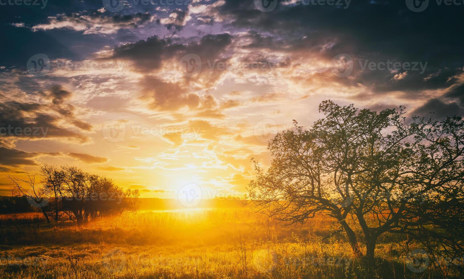 lever du soleil dans une printemps champ avec vert herbe, lupin choux, brouillard sur le horizon, des arbres sur une premier plan et nuageux ciel. ancien film esthétique. photo