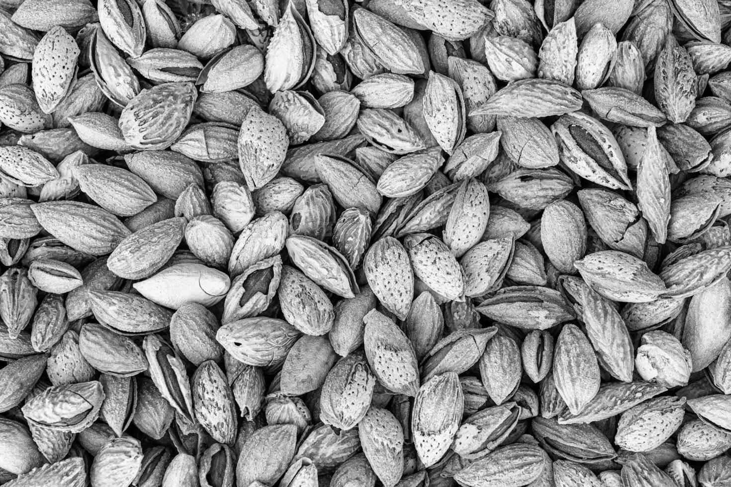 le texture de une tas de amandes dans une coquille. Contexte de en bonne santé plante végétalien aliments. des noisettes. noir et blanche. photo