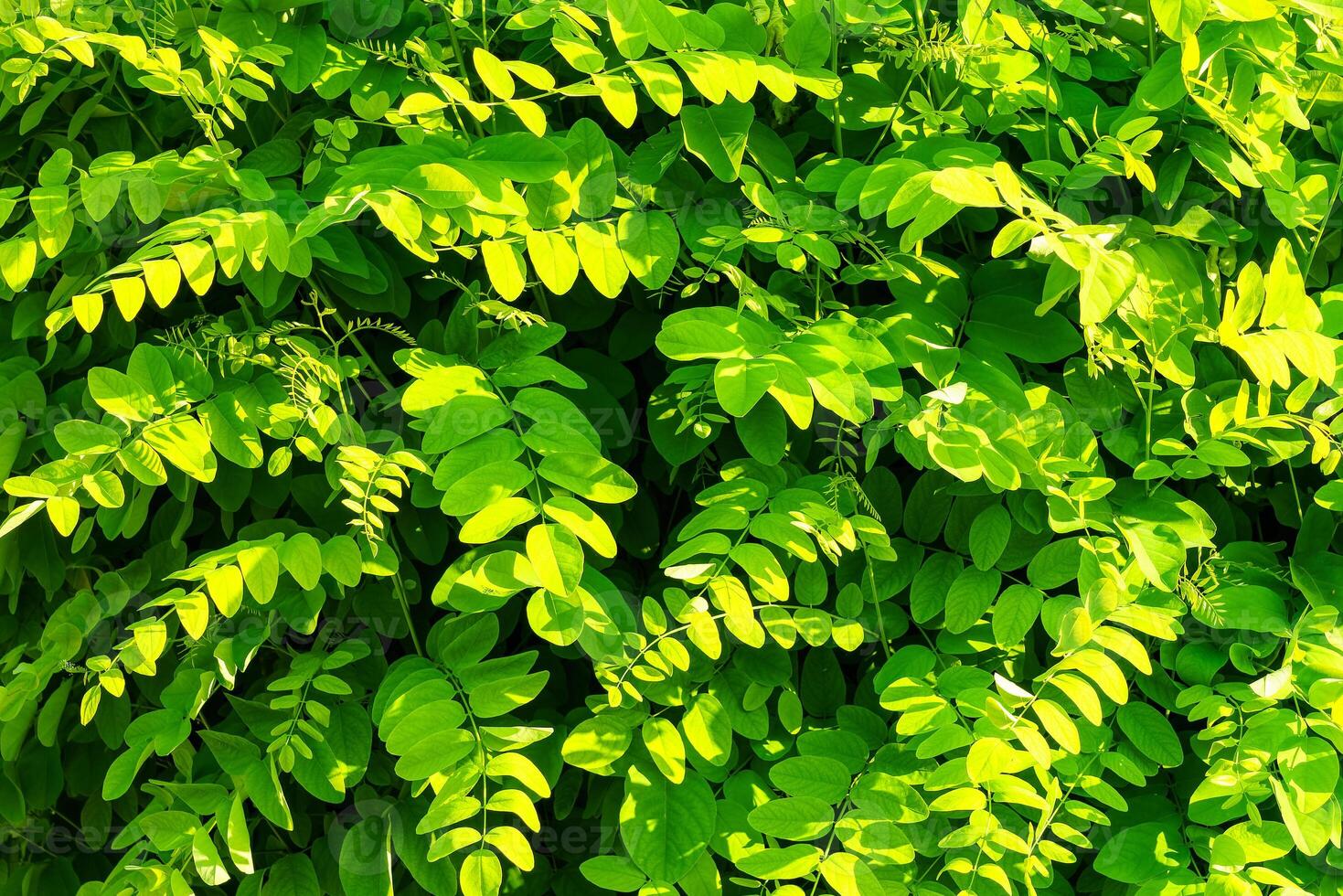 décoratif mur de une plante avec vert feuilles. Naturel modèle. abstrait Contexte. aménagement paysager. photo