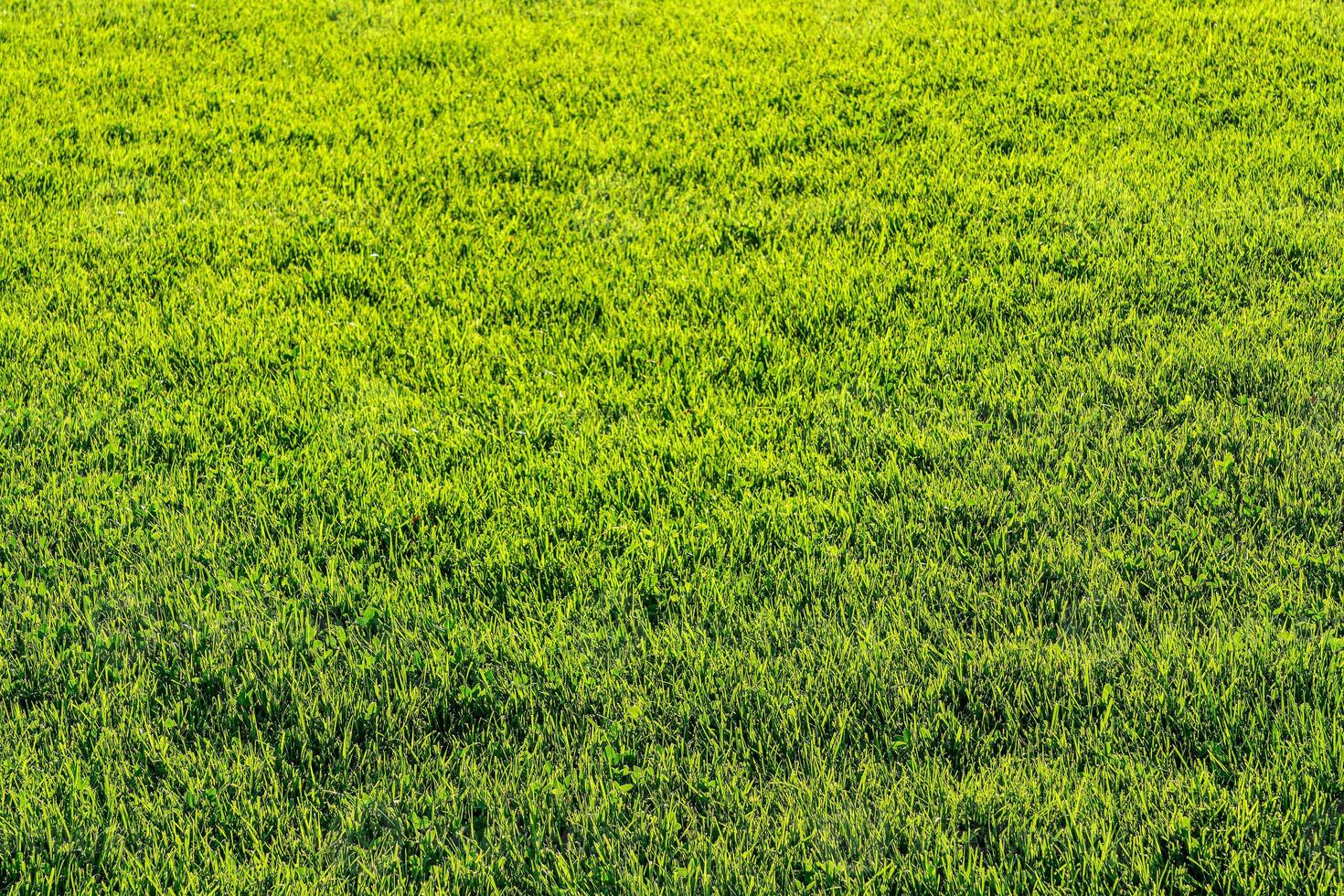 texture de vert herbe sur le pelouse. Naturel abstrait Contexte. photo